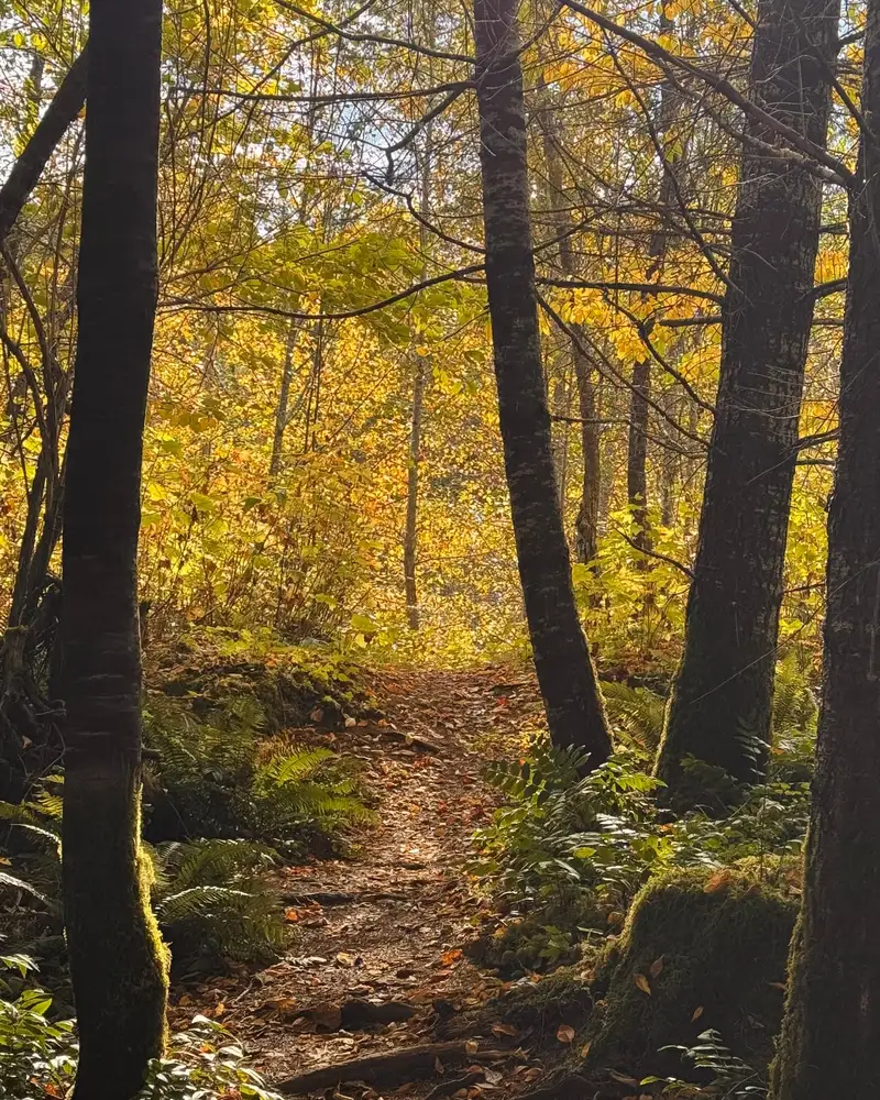 A pathway through a changing landscape