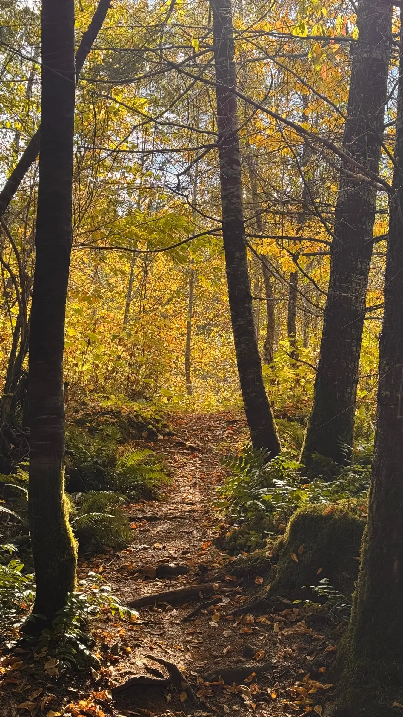 A pathway through a changing landscape